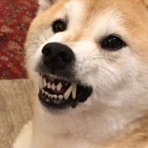 Meet your Posher, Mckenzie